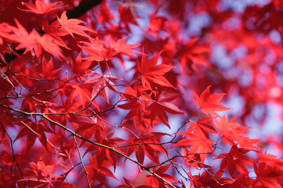 Warum Färben Sich Die Blätter Im Herbst Bunt? verwandt mit Warum Werden Blätter Im Herbst Bunt