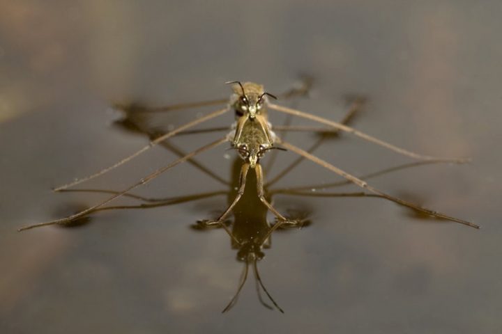 Warum Gehen Wasserläufer Nicht Unter? - Hamburger Abendblatt verwandt mit Warum Kann Der Wasserläufer Auf Dem Wasser Laufen