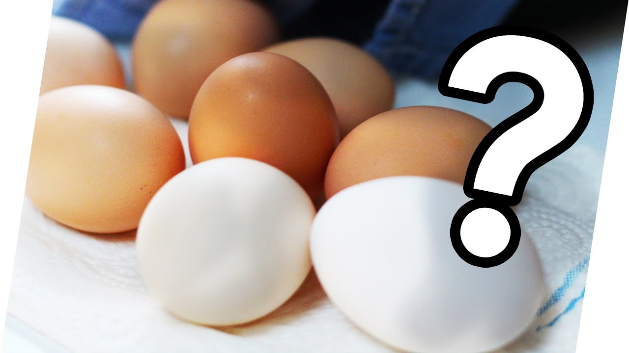 Warum Gibt Es Braune Und Weiße Eier? | Kurzwissen bestimmt für Warum Gibt Es Weiße Und Braune Eier
