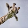 Warum Giraffen So Einen Langen Hals Haben - Welt ganzes Warum Hat Die Giraffe Einen Langen Hals