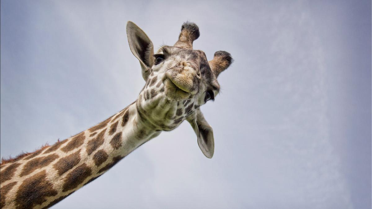 Warum Giraffen So Einen Langen Hals Haben - Welt ganzes Warum Hat Die Giraffe Einen Langen Hals