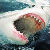 Warum Haben Haie So Viele Zähne? - Berliner Morgenpost bei Revolvergebiss Hai