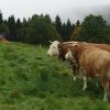 Warum Heißt Es Eigentlich Ruhestein Und Unterstmatt innen Warum Heißt Der Schwarzwald Schwarzwald