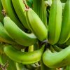 Warum Ist Die Banane Krumm? mit Warum Warum Ist Die Banane Krumm