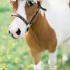 Warum Kann Sota Nicht So Süß Sein ❤️ | Niedliche Pferde ganzes Süße Pferde Bilder