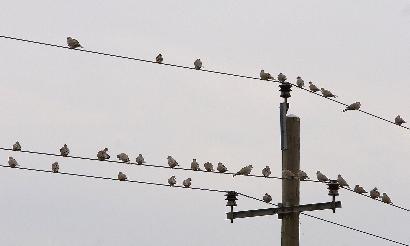 Warum Können Vögel Auf Stromleitungen Sitzen? | Diepresse bei Warum Können Vögel Auf Stromleitungen Sitzen