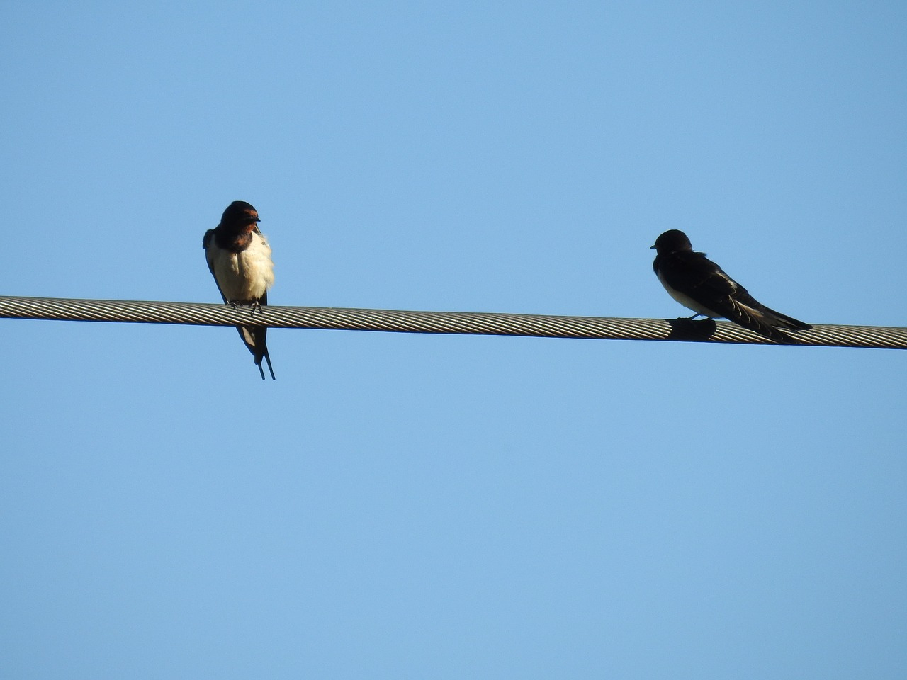 Warum Können Vögel Auf Stromleitungen Sitzen? - Einfach Erklärt für Warum Können Vögel Auf Stromleitungen Sitzen