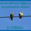 Warum Können Vögel Auf Strommasten Sitzen? Schon Gewusst? – 31 Fakten für Warum Können Vögel Auf Stromleitungen Sitzen