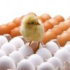 Warum Legen Manche Hühner Braune Und Andere Weiße Eier ganzes Warum Gibt Es Weiße Und Braune Eier