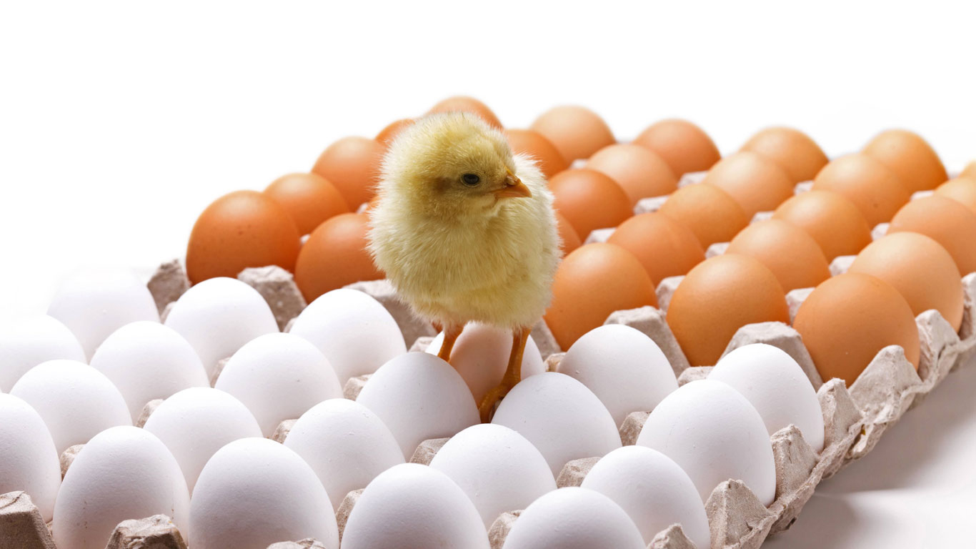 Warum Legen Manche Hühner Braune Und Andere Weiße Eier über Unterschied Weisse Und Braune Hühnereier