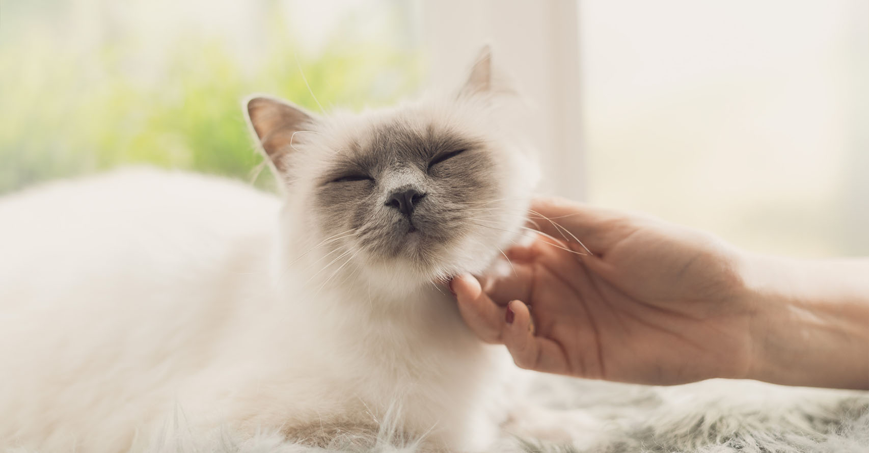 Warum Schnurren Katzen Eigentlich? - Uelzener Versicherungen mit Was Bedeutet Es Wenn Eine Katze Schnurrt