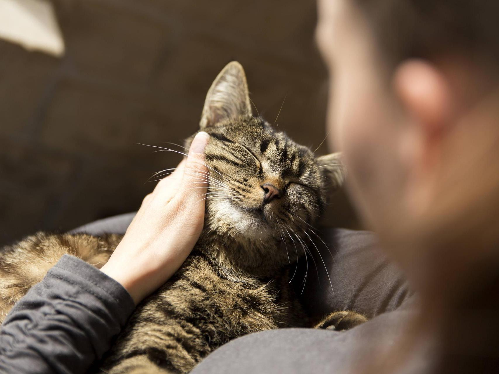 Warum Schnurren Katzen Und Wie Machen Sie Das? über Was Bedeutet Es Wenn Eine Katze Schnurrt
