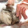Warum Schnurren Katzen Und Wie Machen Sie Das? | Zooplus bestimmt für Was Bedeutet Es Wenn Eine Katze Schnurrt