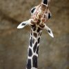 Warum Sind Giraffen-Hälse So Lang? | Duda.news ganzes Warum Haben Giraffen Einen Langen Hals
