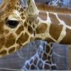 Warum Sind Giraffen-Hälse So Lang? | Duda.news ganzes Warum Hat Die Giraffe Einen Langen Hals