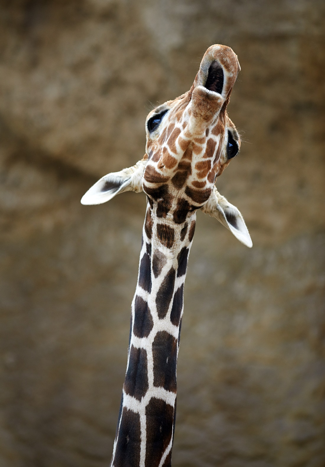 Warum Sind Giraffen-Hälse So Lang? | Duda.news innen Warum Hat Die Giraffe Einen Langen Hals