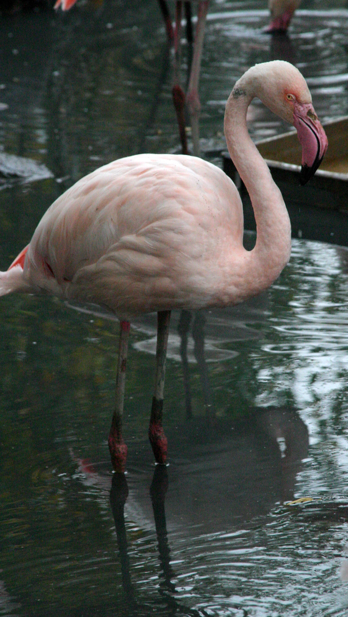 Warum Stehen Flamingos Auf Einem Bein | Warum Stehen bestimmt für Warum Stehen Flamingos Auf Einem Bein