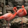 Warum Stehen Flamingos, Störche Oder Enten Auf Einem Bein verwandt mit Warum Stehen Flamingos Auf Einem Bein