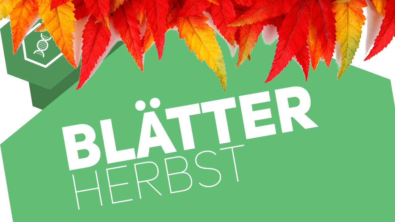 Warum Verfärben Sich Blätter Im Herbst?! ● Gehe Auf Simpleclub.de/go &amp;  Werde #einserschüler verwandt mit Warum Werden Blätter Im Herbst Bunt