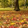 Warum Verlieren Bäume Im Herbst Ihre Blätter? - Welt Der innen Warum Fallen Im Herbst Die Blätter Von Den Bäumen