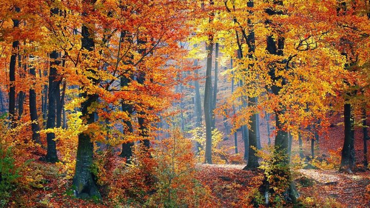 Warum Werden Im Herbst Die Blätter Bunt? Einfach Erklärt verwandt mit Warum Werden Blätter Im Herbst Bunt