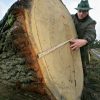 Was Bäume Über Das Klima Verraten - Weser-Kurier innen Wie Entstehen Jahresringe Bei Bäumen