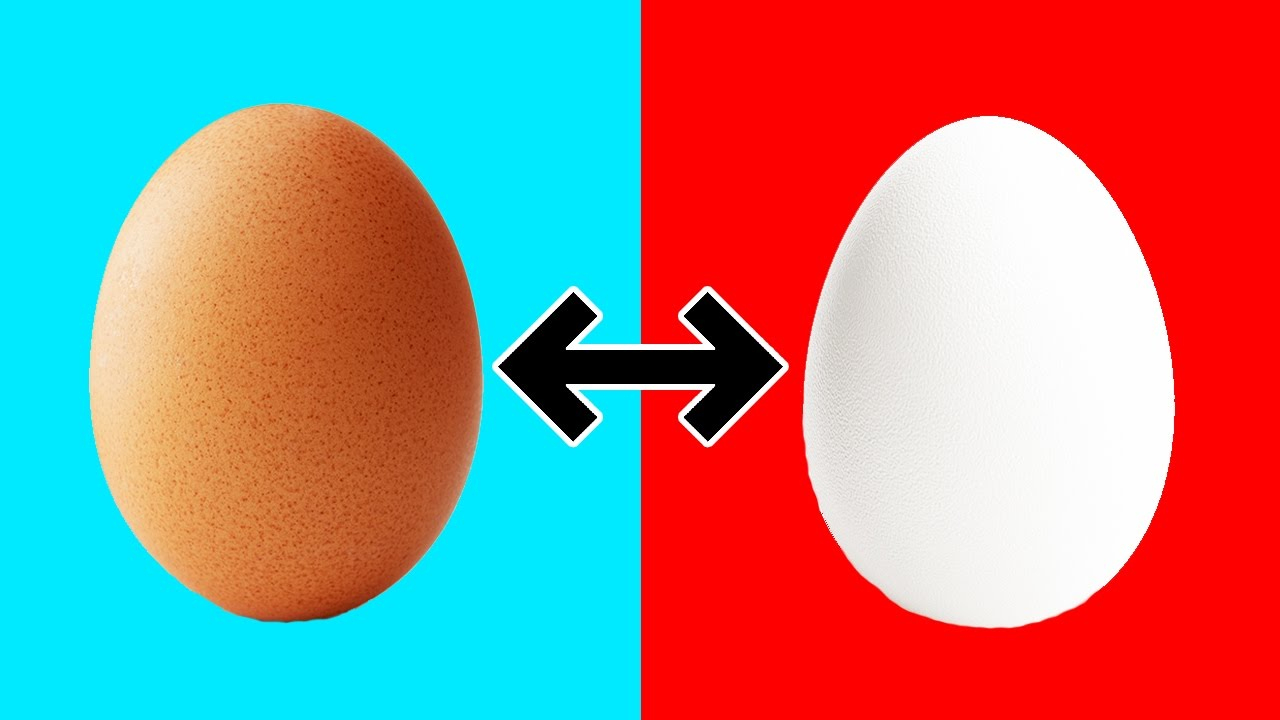 Was Ist Der Unterschied Zwischen Braunen Und Weißen Eiern? bei Warum Gibt Es Weiße Und Braune Eier