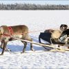 Weihnachtsmann &amp; Rentieren: Beste Rentierschlittenfahrten Des  Weihnachtsmannes Für Kinder Lappland bei Bilder Weihnachtsmann Mit Rentieren