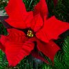 Weihnachtsstern - Euphorbia / Poinsettia Günstig Online Kaufen über Weihnachtsstern Bild