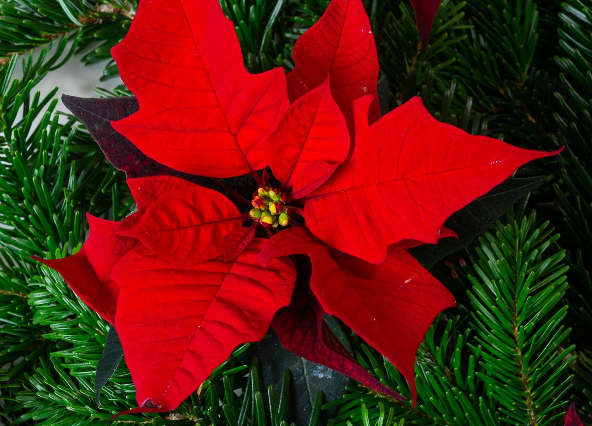 Weihnachtsstern - Euphorbia / Poinsettia Günstig Online Kaufen über Weihnachtsstern Bild