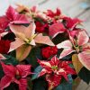 Weihnachtsstern-Pflege: So Blüht Die Poinsettie Im Ganzen verwandt mit Weihnachtsstern Bild