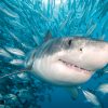 Weißer Hai: Erfolgsmodell Der Evolution - Tauchen bei Revolvergebiss Hai