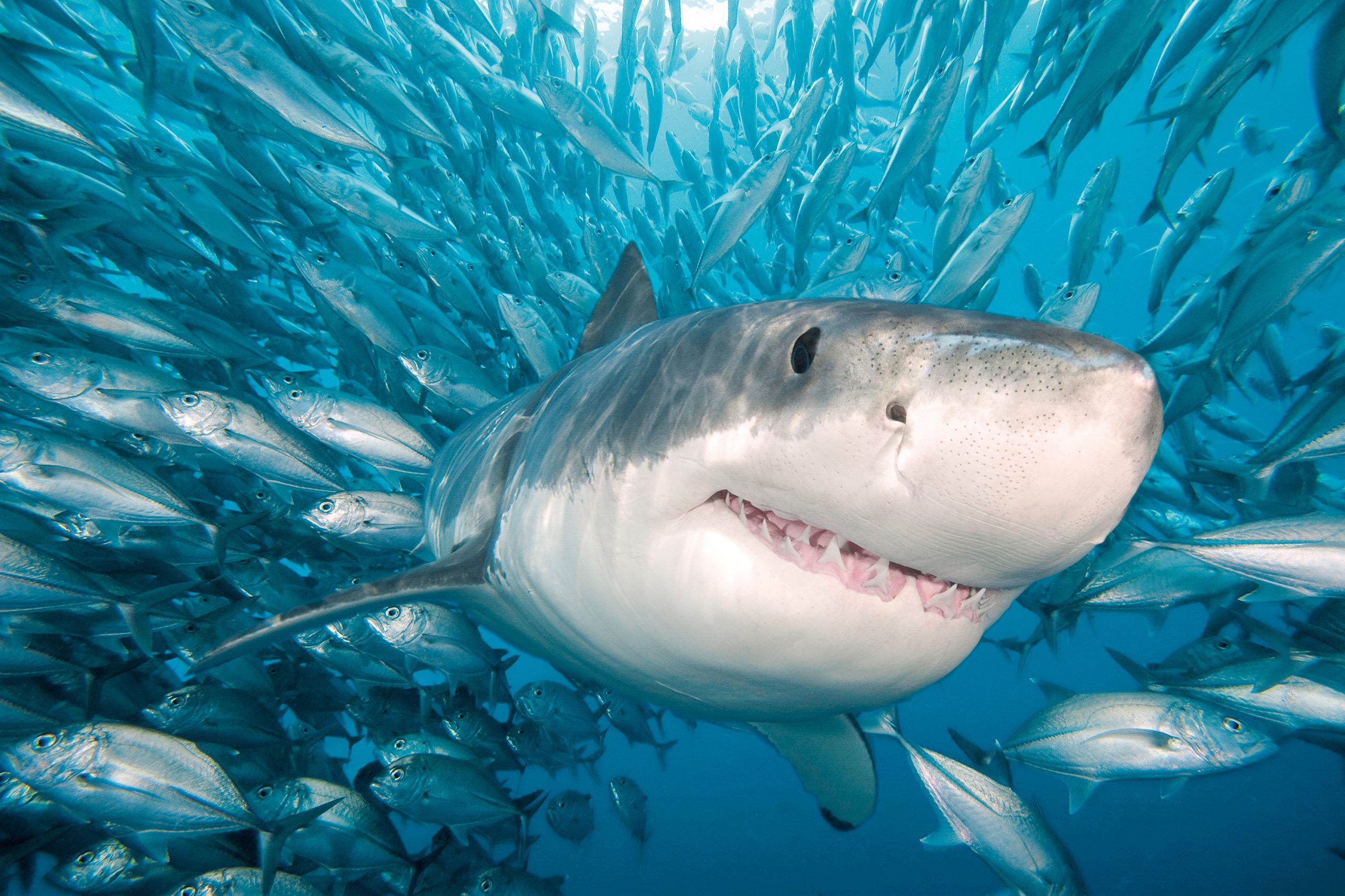 Weißer Hai: Erfolgsmodell Der Evolution - Tauchen bei Revolvergebiss Hai