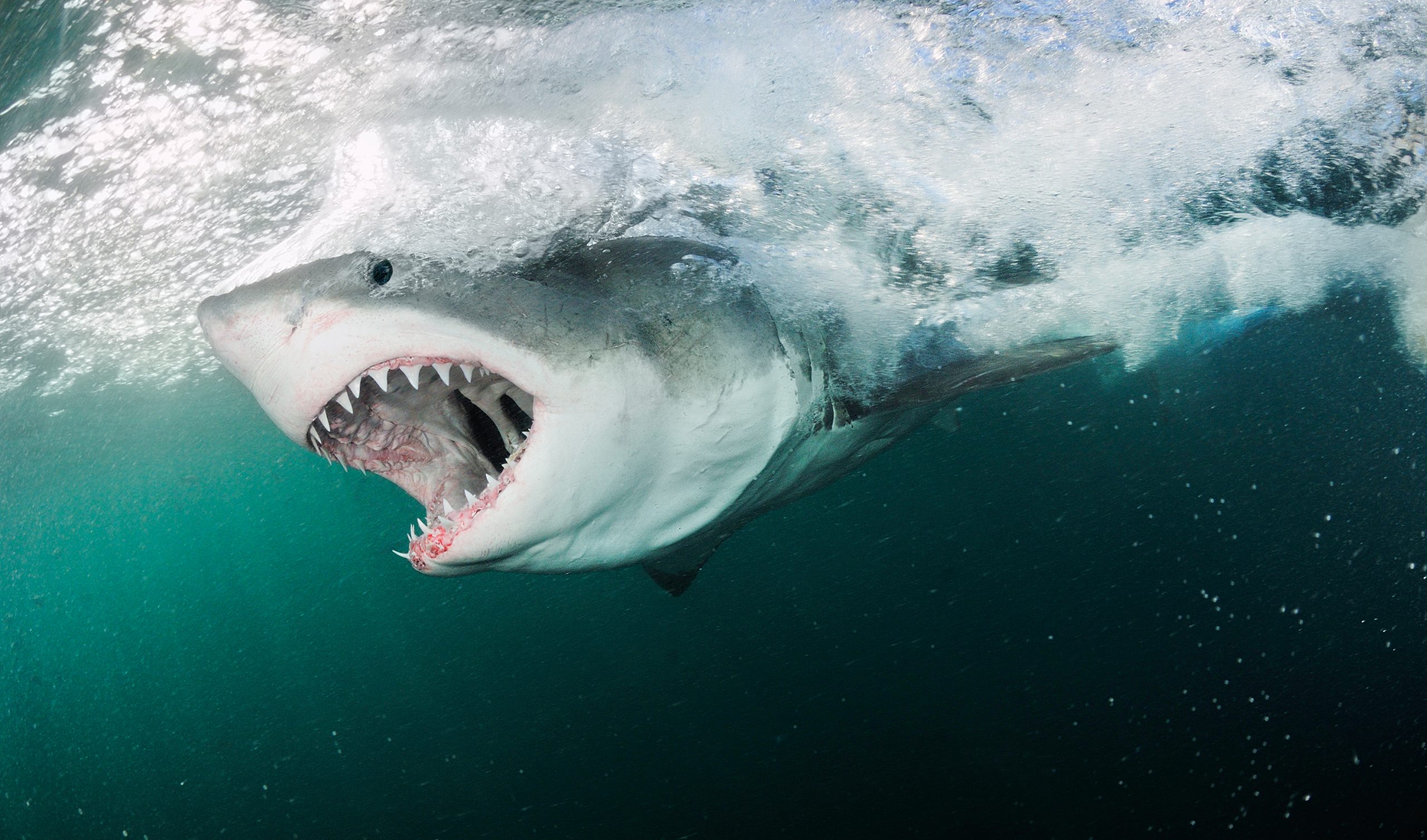 Weißer Hai: Erfolgsmodell Der Evolution - Tauchen innen Revolvergebiss Hai