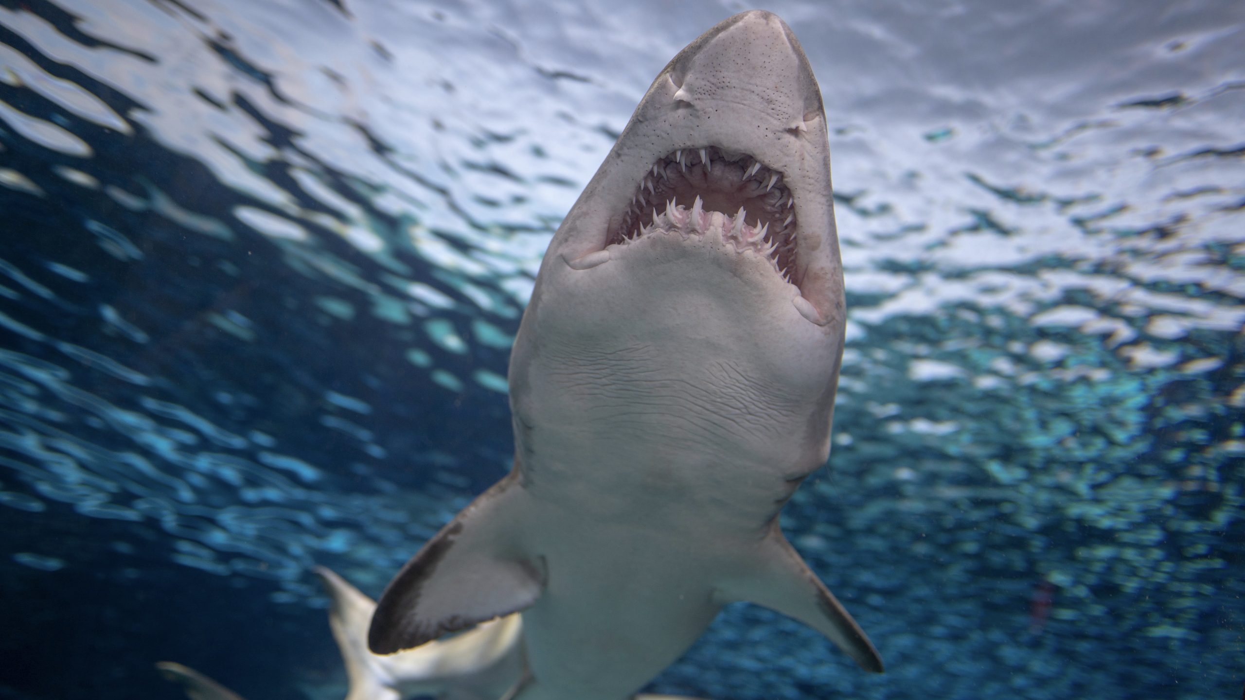 Weißer Hai: Größe, Alter, Lebensraum - Was Sie Wissen innen Revolvergebiss Hai
