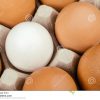 Weißes Ei Umgeben Durch Braune Eier Individualität Und in Unterschied Weisse Und Braune Hühnereier