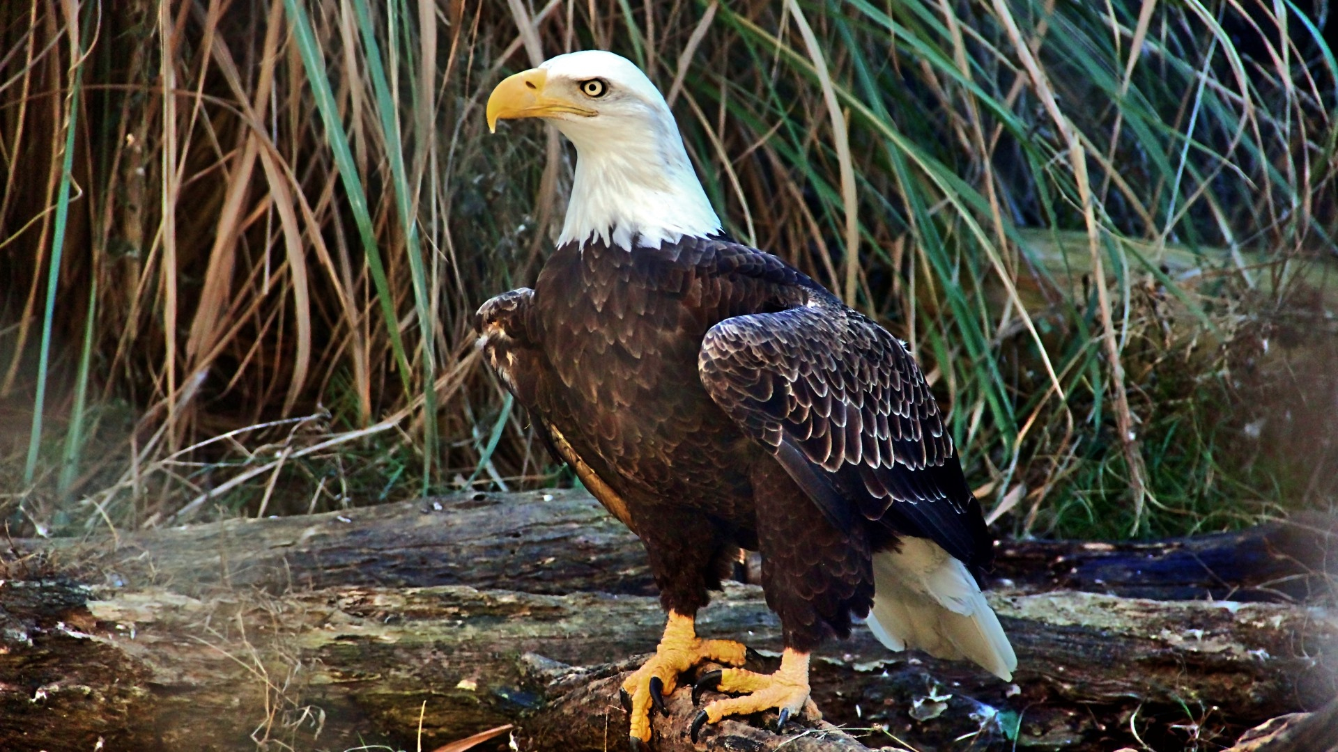 Weißkopfseeadler Bilder Zum Ausdrucken Kostenlos über Adler Bilder Zum Ausdrucken