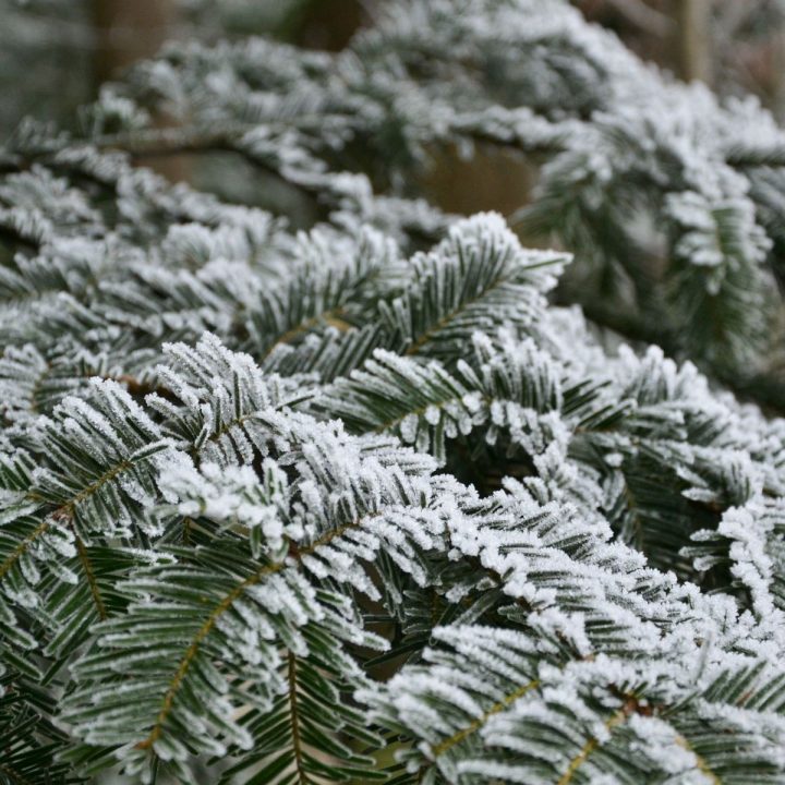 Welcher Nadelbaum Verliert Im Winter Seine Nadeln | ᐅ Im ganzes Welcher Nadelbaum Wirft Im Winter Seine Nadeln Ab