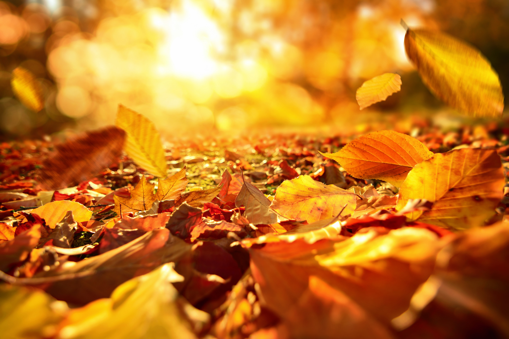 Werden Blätter Im Herbst Tatsächlich Bunt? für Warum Werden Blätter Im Herbst Bunt