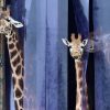 Wie Die Giraffe Ihren Langen Hals Bekam | Stern.de verwandt mit Warum Haben Giraffen Einen Langen Hals