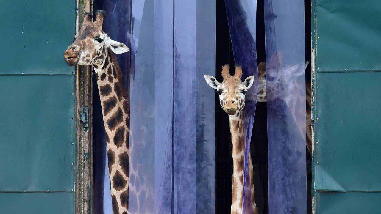 Wie Die Giraffe Ihren Langen Hals Bekam | Stern.de verwandt mit Warum Haben Giraffen Einen Langen Hals