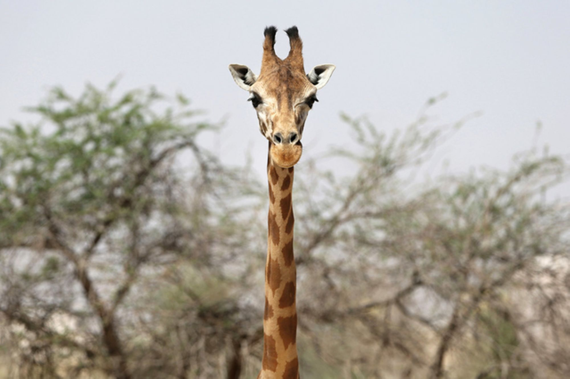 Wie Die Giraffe Ihren Langen Hals Bekam | Tages-Anzeiger ganzes Warum Hat Die Giraffe Einen Langen Hals