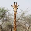 Wie Die Giraffe Ihren Langen Hals Bekam | Tages-Anzeiger in Warum Haben Giraffen Einen Langen Hals
