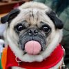 Wie Gewöhne Ich Meinem Hund Das Bellen Ab? | Online in Hund Bellen Abgewöhnen Wenn Es Klingelt