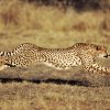 Wie Schnell Kann Ein Cheetah Run? verwandt mit Was Ist Das Schnellste Tier Der Welt