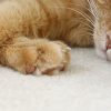 Wie Und Warum Schnurren Katzen? - Spektrum Der Wissenschaft innen Was Bedeutet Es Wenn Eine Katze Schnurrt