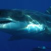 Wie Viel Zähne Hat Ein Hai? Alle Infos | Focus.de mit Revolvergebiss Hai