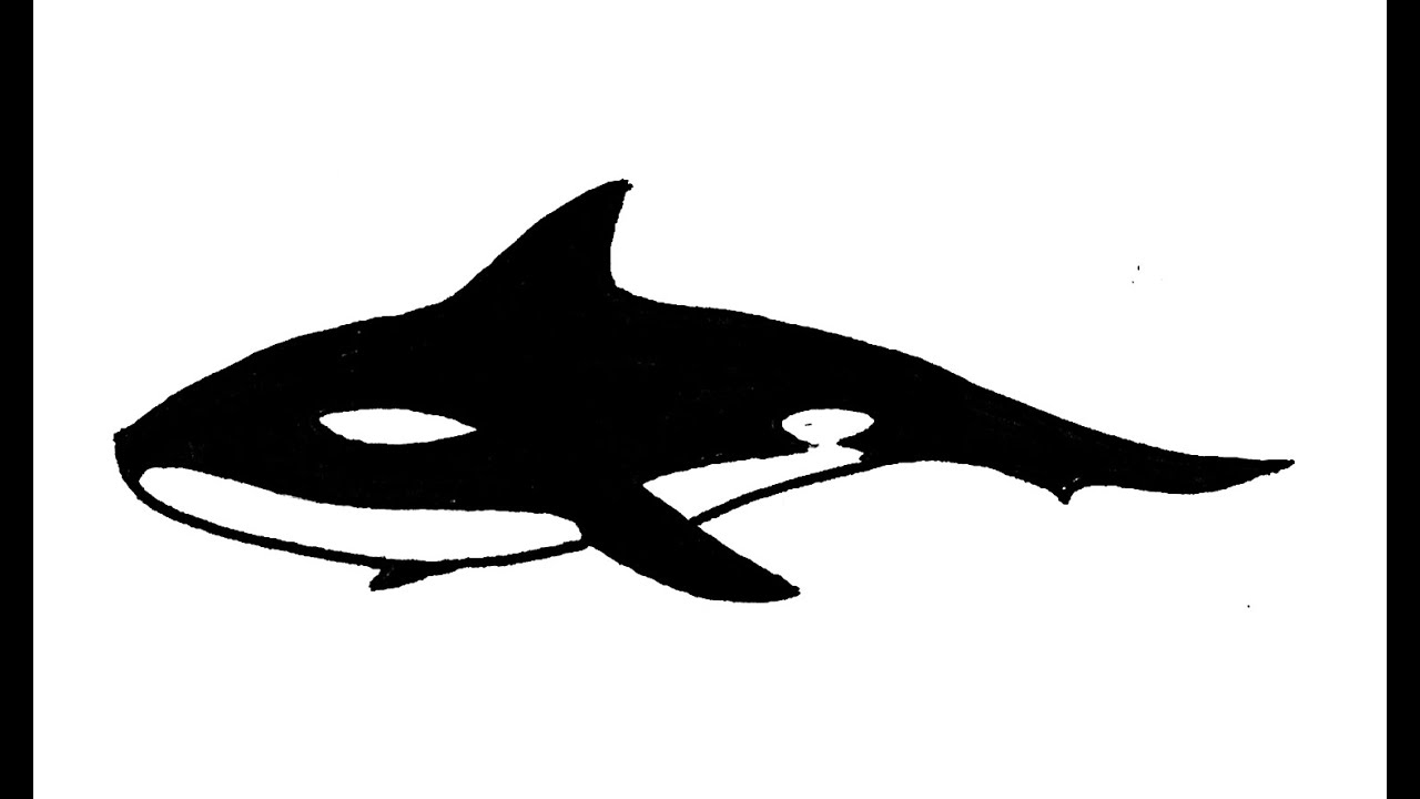 Wie Zeichnet Man Tiere: Schwertwal Mörderin (Orca Killer Whale) Tutorial verwandt mit Orca Bilder Zum Ausmalen
