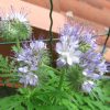 Wiesenblumen | Der Grillenscheucher verwandt mit Wiesenblume Violett