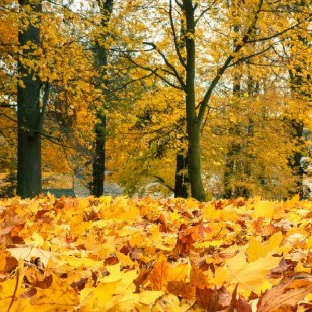 Wieso Fallen Im Herbst Die Blätter Von Den Bäumen für Warum Fallen Im Herbst Die Blätter Von Den Bäumen